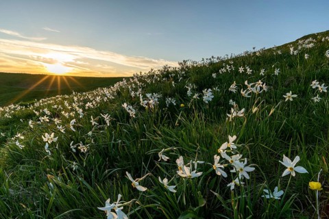 Meadow with white daffodils