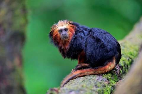 Golden-headed lion tamarin