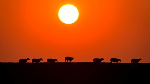 Domestic sheep