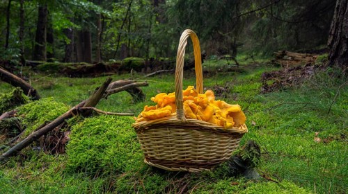 Chanterelle
