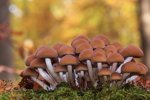 Stump Brittlestem