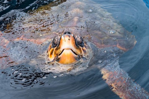 Loggerhead sea turtle