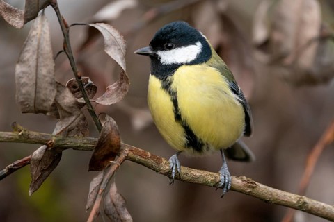 Great tit