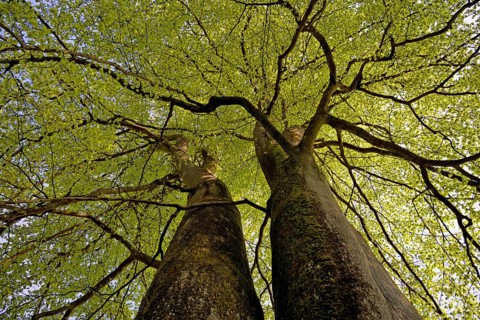 Common beeches