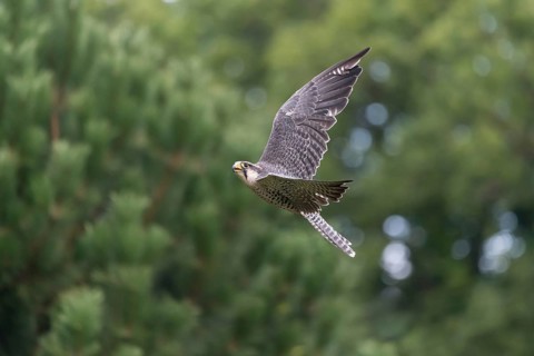 Lanner falcon