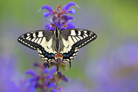 Swallowtail