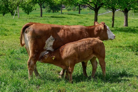 Dairy cow and calf Red spot x Limousin
