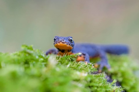 Alpine newt