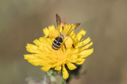 Pantalon bee