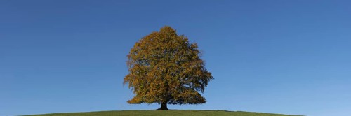 Common beech