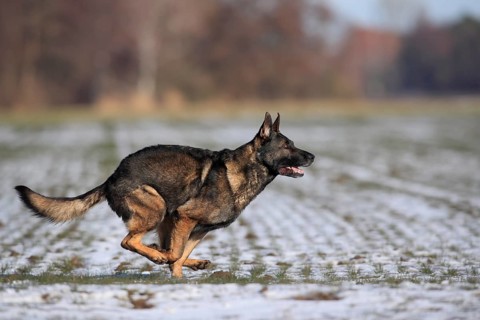 German shepherd dog