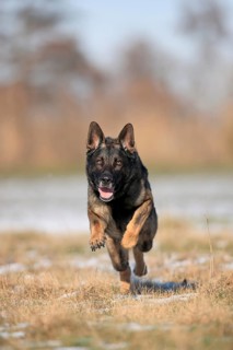 German shepherd dog