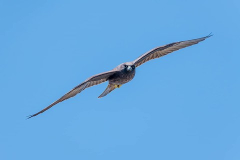 Eleonora's falcon