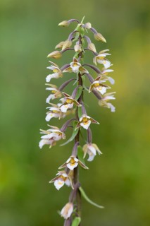 Marsh Helleborine