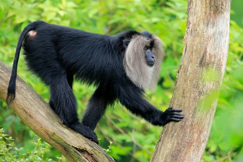 Lion-tailed macaque