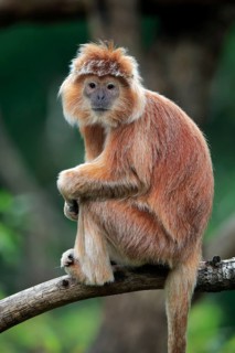 Javan lutung