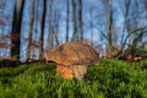 Dotted stem bolete