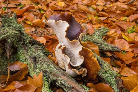 Chestnut-brown stem porling