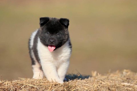American Akita puppy