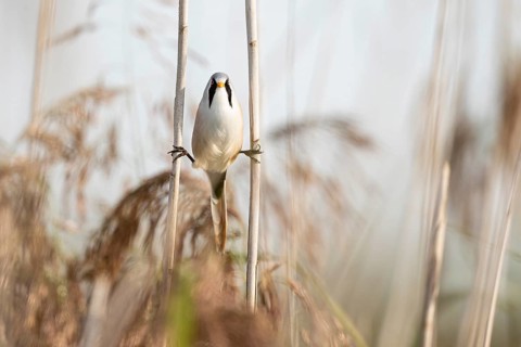 Bearded reedling