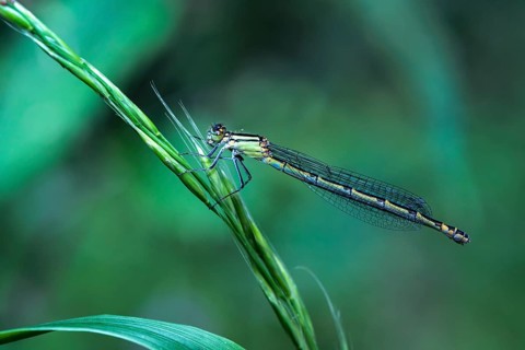 Common blue damselfly