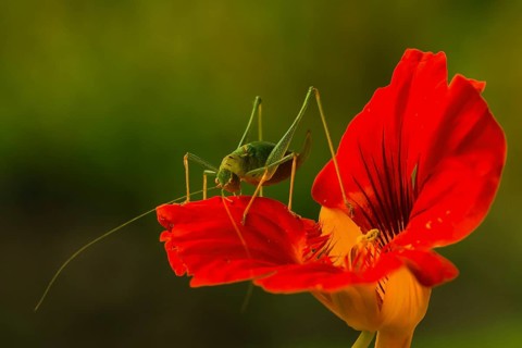 Speckled bush-cricket