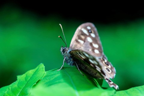 Speckled wood
