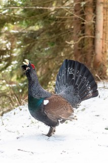 Western capercaillie
