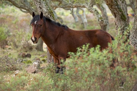 Giara horse
