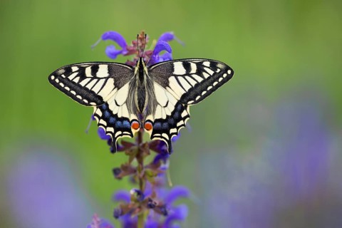 Swallowtail