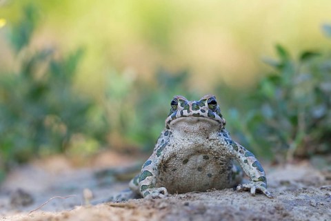 European green toad