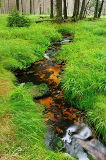 Small brook flows through high moor