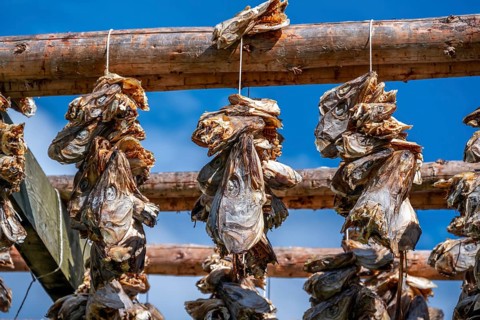 Cod heads drying on wooden rack