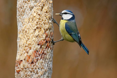 Blue tit