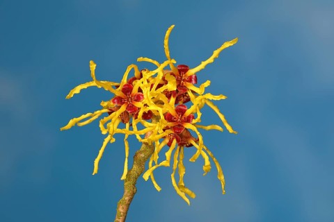 Flowering witch hazel