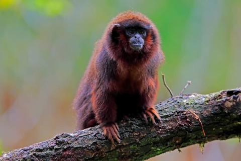 Red spring monkey