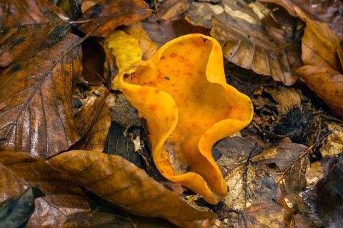 Donkey's ear