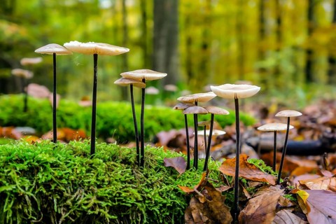 Marasmius alliaceus