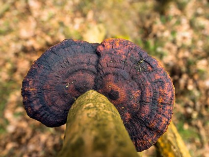 Thin walled maze polypore