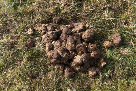 Horse droppings in a meadow