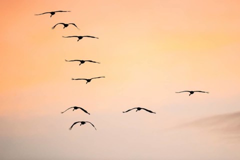 Common crane