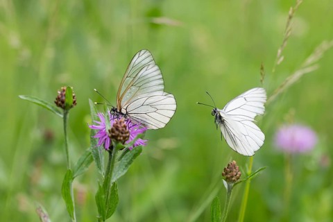 Black-veined white