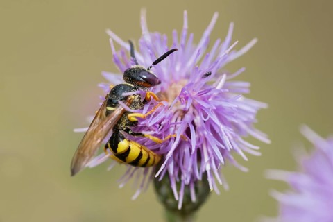 European beewolf
