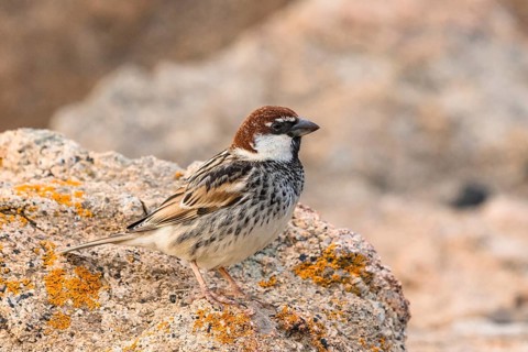 Spanish Sparrow