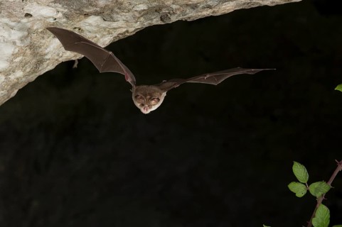 Mehely's horseshoe bat