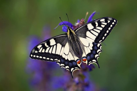 Swallowtail