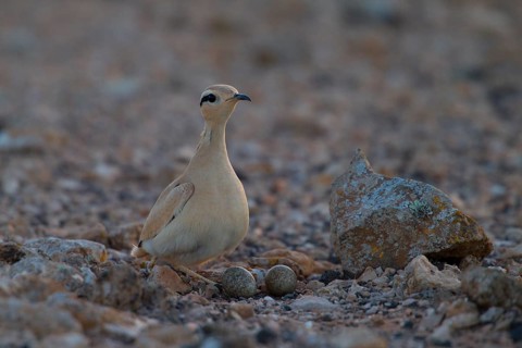 Racing bird