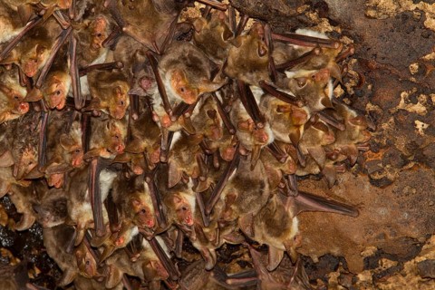 Punic mouse-eared bat