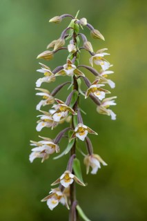 Marsh Helleborine