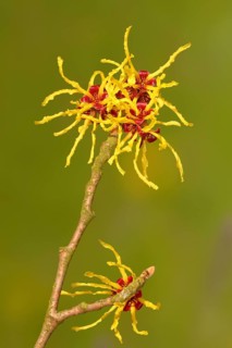 Flowering witch hazel